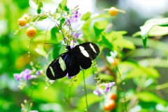 Butterfly Cacao