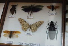 Giant Bug Insect French Guiana