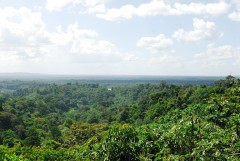 Cacao French Guiana