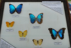 Morpho Menelaus Silvery Phoebis Butterfly