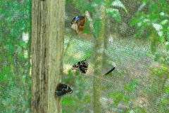 Morphos Menelaus butterfly