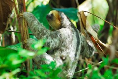 Three-toed Sloth Aï Scorched Back