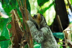 Three-toed Sloth Aï Scorched Back