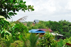 Cacao village Vegetation