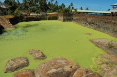 Crocodile Pond Royal Island