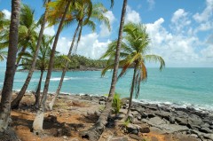 Devil Island Sight Royal Island Coconut Palm