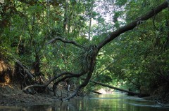 Enchevêtrement Arbre Crique Gabrielle