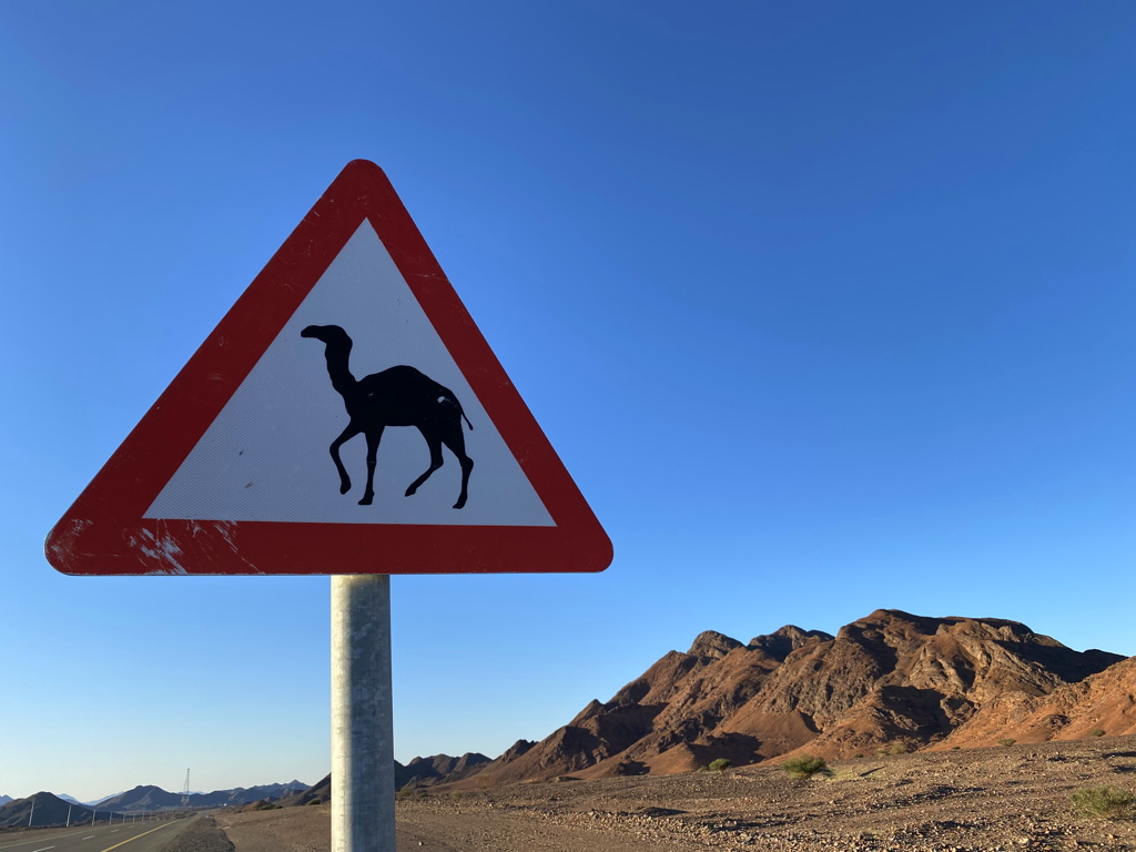 Camel Crossing Sign Saudi Arabia