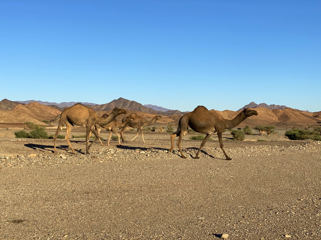 Dromadaire Route Arabie Saoudite