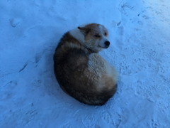 Siberian Husky Dog Outside Tamara House Oymyakon January 2019