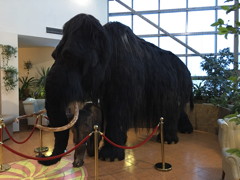 Woolly Mammoth Cub Azimut Polar Star Hotel 1st floor Yakutsk January 2019